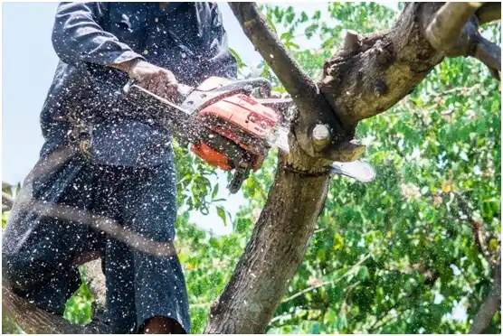 tree services Drain